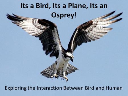Its a Bird, Its a Plane, Its an Osprey! Exploring the Interaction Between Bird and Human.