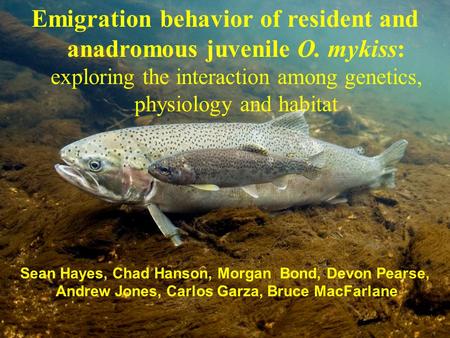 Emigration behavior of resident and anadromous juvenile O. mykiss: exploring the interaction among genetics, physiology and habitat Sean Hayes, Chad Hanson,
