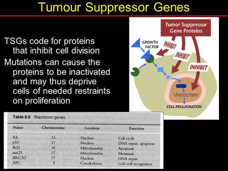 Tumour Suppressor Genes TSGs code for proteins that inhibit cell division Mutations can cause the proteins to be inactivated and may thus deprive cells.