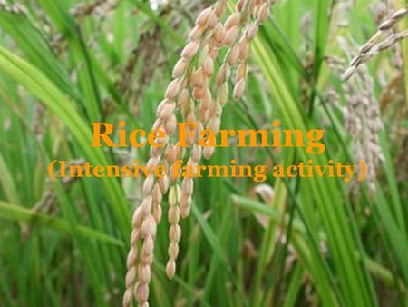 Rice Farming (Intensive farming activity)