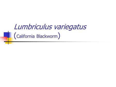 Lumbriculus variegatus (California Blackworm)