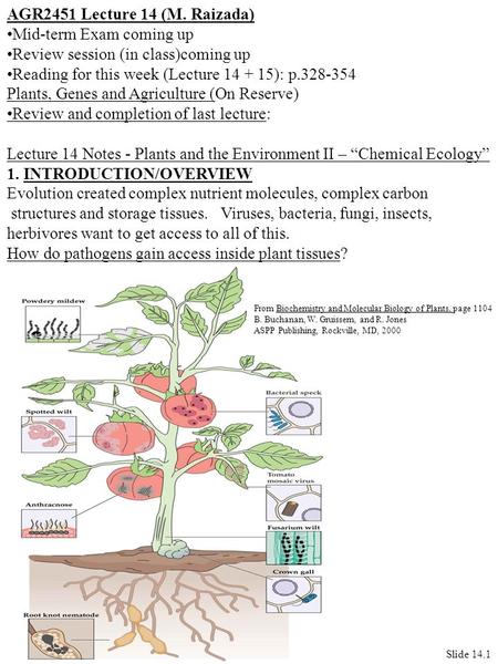 AGR2451 Lecture 14 (M. Raizada) Mid-term Exam coming up Review session (in class)coming up Reading for this week (Lecture 14 + 15): p.328-354 Plants, Genes.