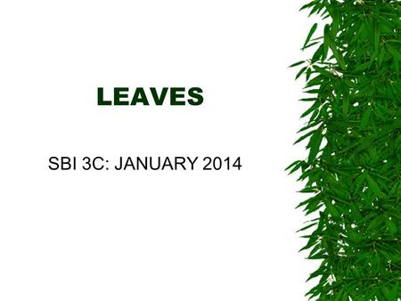 LEAVES SBI 3C: JANUARY 2014. LEAF FUNCTIONS 3 main functions: Move oxygen and carbon dioxide in and out of plant Evaporation of water to move more water.