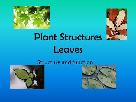 Plant Structures Leaves Structure and function. Leaves... All leaves are responsible for: Absorbing energy from the sun in organelles called ___________.