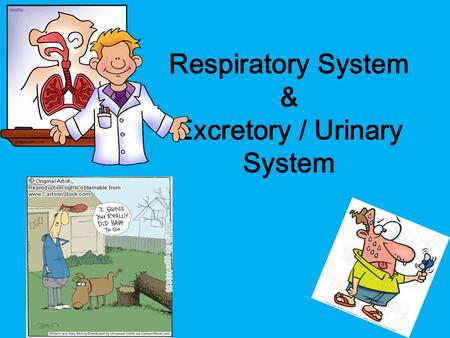 Respiratory System & Excretory / Urinary System