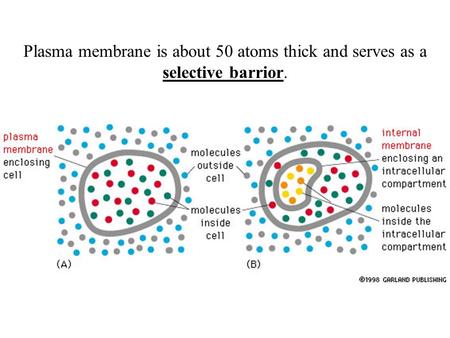 Membranes include 1. sensors which enable the cell to respond to the environment and 2. highly selective channels and pumps. Mechanical properties of.