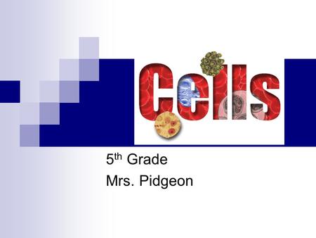 5 th Grade Mrs. Pidgeon Vocabulary CELL VIDEO A-6 Who discovered that cells exist? Robert Hooke discovered the cell.
