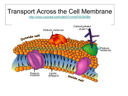 Transport Across the Cell Membrane  youtube. com/watch