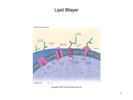 1 Lipid Bilayer. 2 Phospholipids make up the basic structure of a cell membrane. Phospholipids are more polar than the lipids discussed thus far (triglycerides),