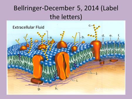 Bellringer-December 5, 2014 (Label the letters)