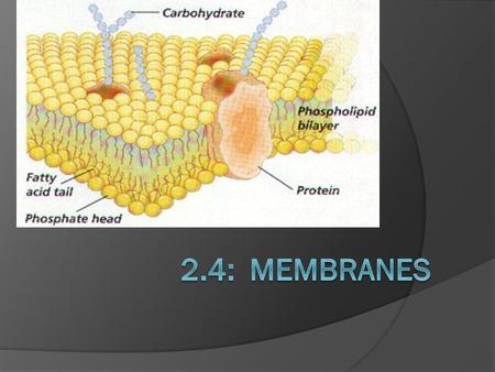 2.4: Membranes.