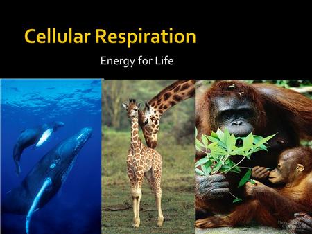 Cellular Respiration Energy for Life.