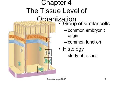 Chapter 4 The Tissue Level of Organization