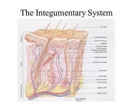 The Integumentary System. Functions Covering Regulation Manufacturing Stimulation Storage Screening Absorbtion.