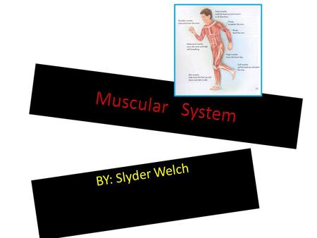 BY: Slyder Welch. Made up of? 3 Different Types of Muscle The Muscular System is made up of three different types of muscle. – 1) Skeletal Muscle – 2)Smooth.