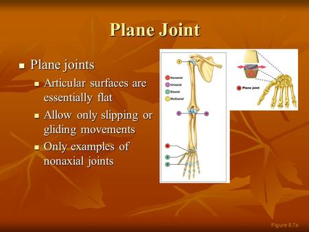 Plane Joint Plane joints Plane joints Articular surfaces are essentially flat Articular surfaces are essentially flat Allow only slipping or gliding movements.