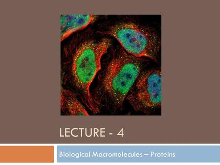 LECTURE - 4 Biological Macromolecules – Proteins.
