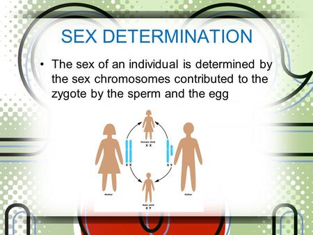 SEX DETERMINATION The sex of an individual is determined by the sex chromosomes contributed to the zygote by the sperm and the egg.