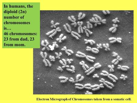 Electron Micrograph of Chromosomes taken from a somatic cell. In humans, the diploid (2n) number of chromosomes is… 46 chromosomes: 23 from dad, 23 from.
