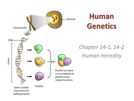 Human Genetics Chapter 14-1, 14-2 Human Heredity.