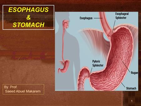 ESOPHAGUS & STOMACH By Prof. Saeed Abuel Makarem.