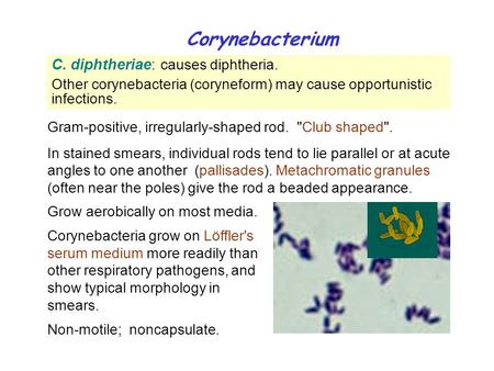 Corynebacterium C. diphtheriae: causes diphtheria.