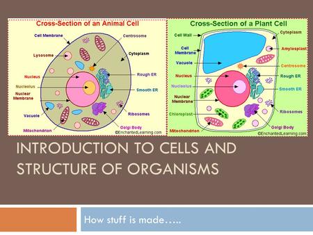 INTRODUCTION TO CELLS AND STRUCTURE OF ORGANISMS How stuff is made…..