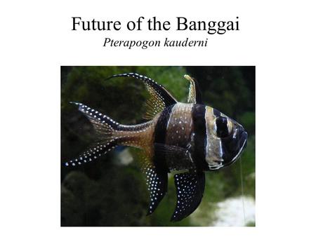 Future of the Banggai Pterapogon kauderni. MACNA XX presentation Aquarium trade Threat to Pterapogon kaudneri Eric Borneman, Alex Vagelli, Frank Marini,