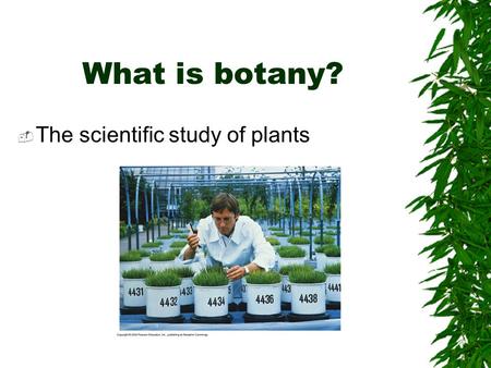 What is botany?  The scientific study of plants.