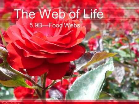 The Web of Life 5.9B—Food Webs.