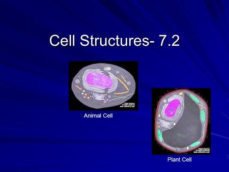 Cell Structures- 7.2 Animal Cell Plant Cell.
