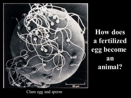 1 How does a fertilized egg become an animal? Clam egg and sperm.
