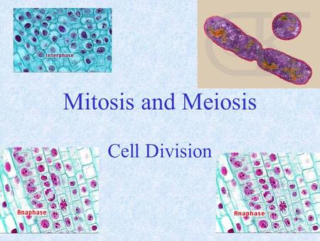 Mitosis and Meiosis Cell Division.