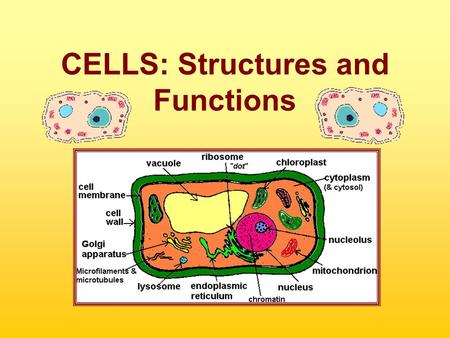 CELLS: Structures and Functions