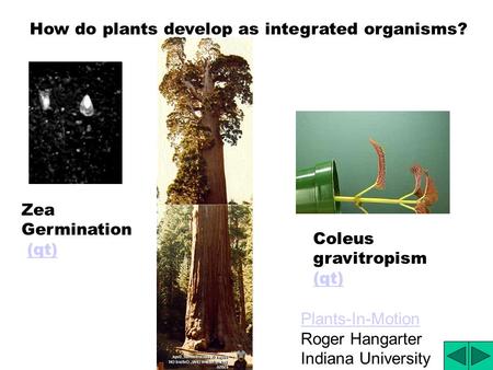 How do plants develop as integrated organisms? Zea Germination (qt) Coleus gravitropism (qt) Plants-In-Motion Roger Hangarter Indiana University.