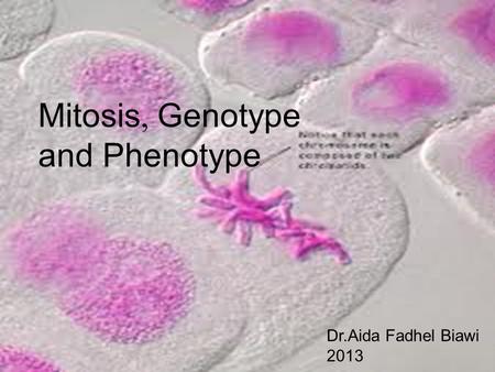 Dr.Aida Fadhel Biawi 2013 Mitosis, Genotype and Phenotype.