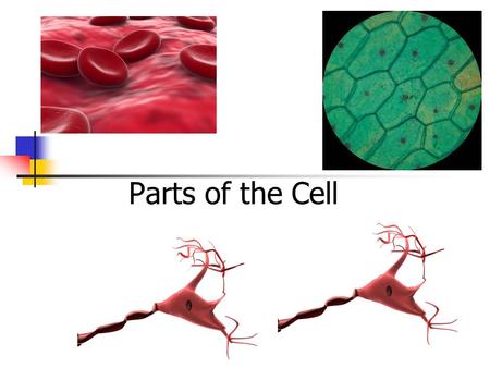 Parts of the Cell.