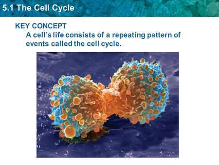 Cell Cycle Events include: