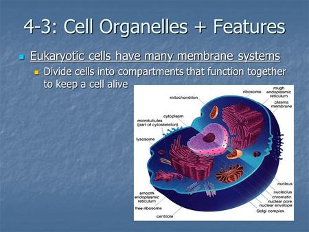 4-3: Cell Organelles + Features