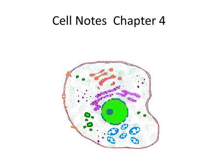 Cell Notes Chapter 4. 4.1 Vocabulary Cells – Cell Theory – Surface-To-Volume Ratio – Cytoplasm -