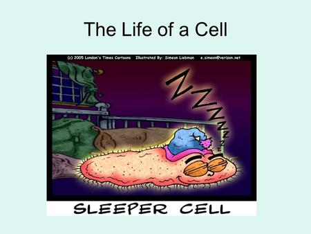 The Life of a Cell. Cells have a lifecycle Cells live and function. Cells need to reproduce –To replace old cells –To replace injured cells –In order.