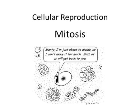 Cellular Reproduction Mitosis. Cell reproduction occurs when parent cells divide. Two new daughter cells arise from each parent cell.