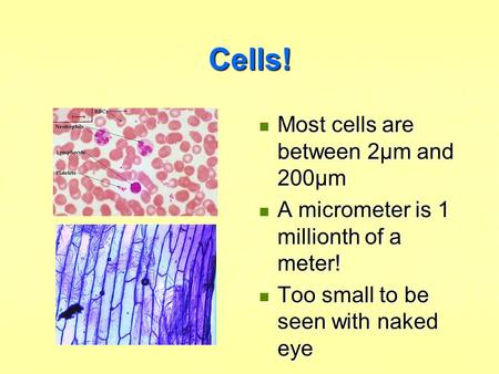 Cells! Most cells are between 2µm and 200µm
