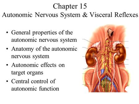 Chapter 15 Autonomic Nervous System & Visceral Reflexes