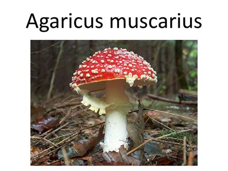 Agaricus muscarius.