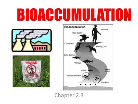 BIOACCUMULATION Chapter 2.3. Chemical Pollutants Humans have been introducing synthetic (man-made) chemicals into the environment. Some examples are: