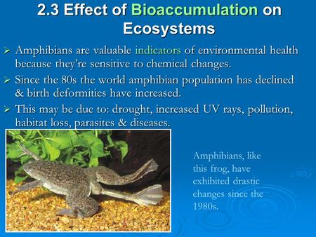 2.3 Effect of Bioaccumulation on Ecosystems  Amphibians are valuable indicators of environmental health because they’re sensitive to chemical changes.