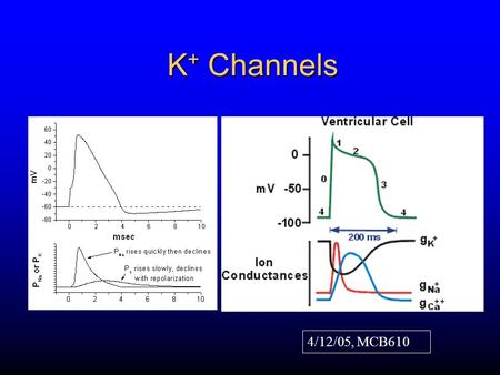 K + Channels 4/12/05, MCB610 K Channel Gating K+K+ K+K+ K+K+ K+K+ K+K+ K+K+ K+K+ K+K+ K+K+ K+K+ K+K+ K+K+ K+K+ K+K+ K+K+ K+K+ K+K+ K+K+ Outside Inside.