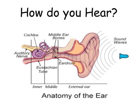 How do you Hear?. Your ears are the sense organs that respond to the stimulus of sound. The ears convert or change the sound to nerve impulses that your.