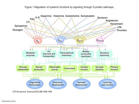 Figure 1 Regulation of systemic functions by signaling through G protein pathways. S R Neves et al. Science 2002;296:1636-1639 Published by AAAS.